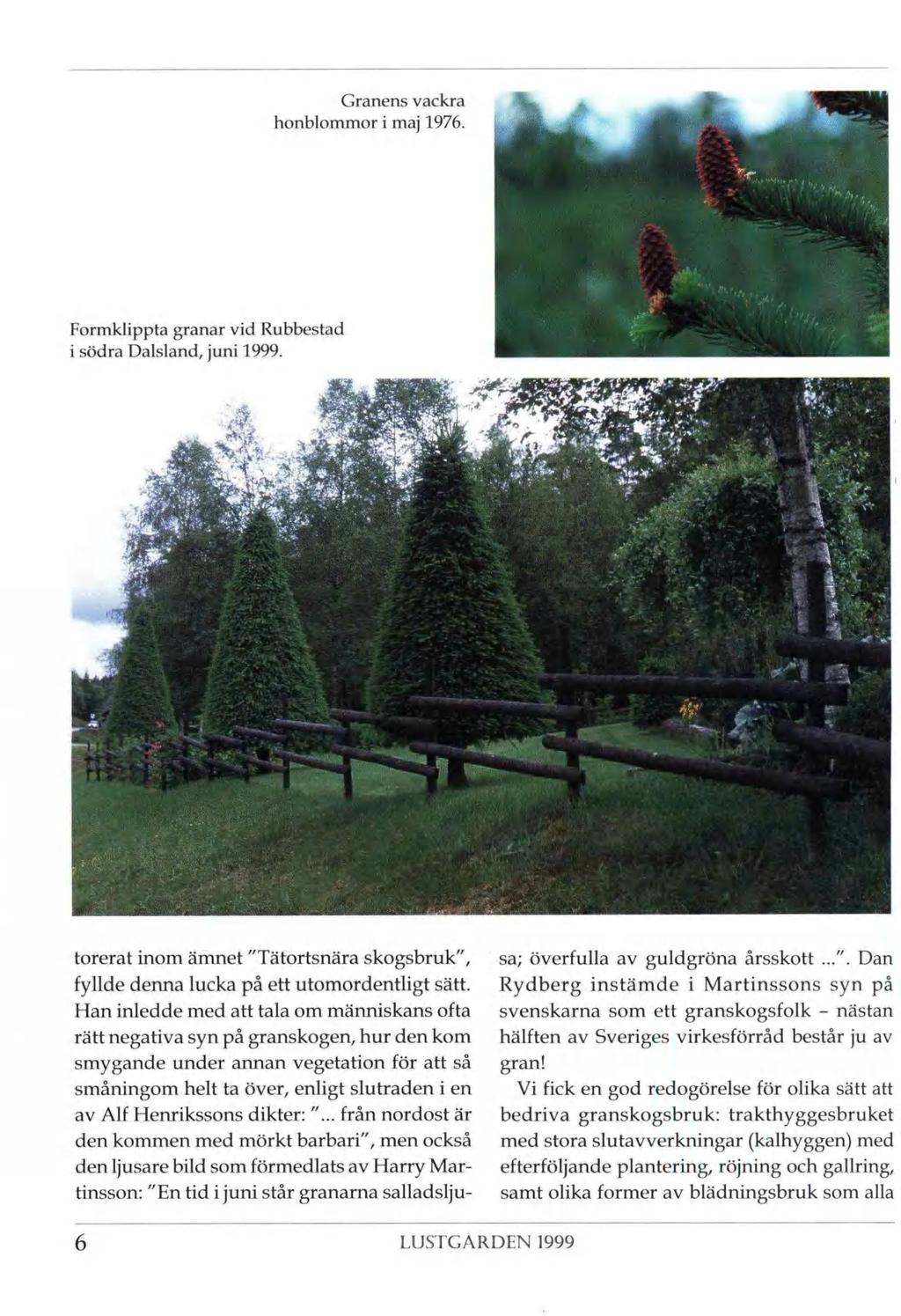 Granens vackra honblommor i maj 1976. Formklippta granar vid Rubbestad i södra Dalsland, juni 1999. j \'y- ; "J mm i torerat inom ämnet "Tätortsnära skogsbruk", sa; överfulla av guldgröna årsskott.
