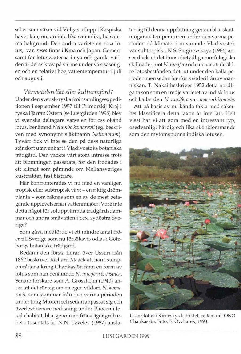 scher som växer vid Volgas utlopp i Kaspiska havet kan, om än inte lika sannolikt, ha sam ma bakgrund. Den andra varieteten rosa lo tus, var. rosea finns i Kina och Japan.
