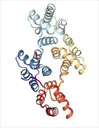 Verksamhetsöversikt Läkemedelskandidaten ANXV Bolaget utvecklar den biologiska läkemedelskandidaten ANXV som är ett rekombinant humant protein och bygger på det kroppsegna försvarsproteinet Annexin
