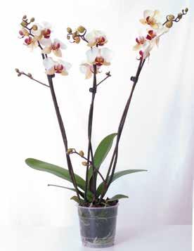 pris 69,95 39 95 Snittamaryllis