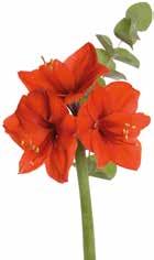 Fönsterazalea i