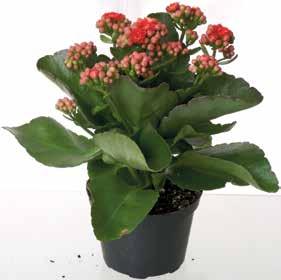 pris 49,95 99 95 Rosenkalla 