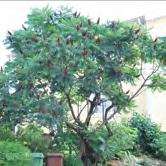 TRÄD OCH BUSKAR RHUS - RIBES RHUS - glabra 'Laciniata' korallsumak Zon 1-2. Höjd 1,5-2 m, bredd 1,5-2 m. Träd eller stor buske med purpurtonat grenverk.