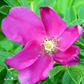 TRÄD OCH BUSKAR ROSA - rugosa vresros Zon 1-8. Höjd 1,5-2 m, bredd ca 2 m.