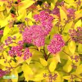 TRÄD OCH BUSKAR SPIRAEA - - 'Firelight' praktspirea Zon 1-5. Höjd 0, 75-1 m, bredd 0,8-1 m. c/c 1 m. Snygg och effektfull, stabilt gulbladig sort.