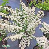 TRÄD OCH BUSKAR SPIRAEA - - 'June Bride' girlandspirea Zon 1-5. Höjd 0,6-1 m, bredd 0,6-1 m. c/c 0,75 m.