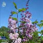 De svagt doftande blommorna utvecklas på upprätta blomklasar i juni. Häckar, insynsskydd, buskage, landskapsväxt. Tål vind, torka och stadsklimat. - josikaea 'Holger' ungersk syren Zon 1-6.