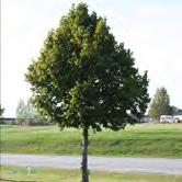 TILIA - ULMUS TRÄD OCH BUSKAR - platyphyllos 'Rubra' rödgrenig bohuslind Zon 1-4. Höjd 15-18 m, bredd 12-15 m. Sort av bohuslind, något mindre än arten.
