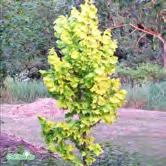 TRÄD OCH BUSKAR ULMUS - VIBURNUM - hollandica 'Wredei' guldalm Zon 1-3. Höjd 12-15 m, bredd 1-2 m. Smalt kägelformigt växtsätt. Något krusiga blad, först guldgula senare grågröna.
