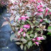 TRÄD OCH BUSKAR WEIGELA - - 'Victoria' rosenprakttry Zon 1-3. Höjd ca 1 m, bredd 1-1,5 m. Brunröda blad. Intensivt rosa blommor.