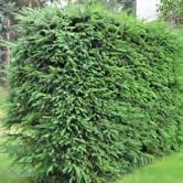BARRVÄXTER PICEA PICEA Granar inom Picea-släktet är i allmänhet höga och koniska. De har stickande barr och hängande kottar. Drar du bort ett barr får du med en flik av grenens yttersta skikt.