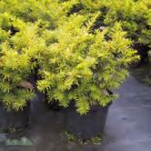 TAXUS BARRVÄXTER - - 'Summergold' idegran Zon 1-5. Höjd 0,6-1 m, bredd 1-2 m. Liknar T. b. 'Repandens' i växtsättet men har ljusgröna barr med guldgul rand. Solhalvskugga. Solitär, grupp, marktäckare.