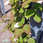 ACTINIDIA - CAMPSIS KLÄTTERVÄXTER ACTINIDIA - kolomikta kameleontbuske Zon 1-6. Höjd 2-3 m. Svagt slingrande tvåbyggare som behöver bindas upp.