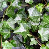 KLÄTTERVÄXTER HEDERA - HUMULUS - - HULDRA E ('Eskil'*) murgröna Zon 1-4. En mycket härdig och jämfört med GRAFIK E och HYMN E storbladig murgröna.