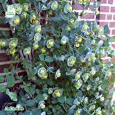 - - 'Serotina' vildkaprifol Zon 1-4. Höjd 3-5 m. Purpurröda blommor med gul insida och fin, kraftig doft. Lång blomningstid, juli-okt.