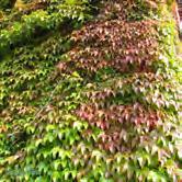 KLÄTTERVÄXTER PARTHENOCISSUS - WISTERIA - tricuspidata 'Veitchii' rådhusvin Zon 1-3. Höjd 8-12 m. Kraftigväxande, klättrar själv med häftskivor. Vackert formade, glänsande blad.