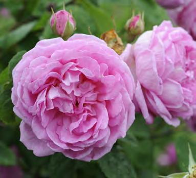 Bourbonros Rosa (Bourbon-Gruppen) Blomsterhult Blomsterhult bildar kraftiga buskar som kan bli tre meter höga och nästan lika breda.