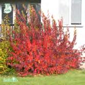 TRÄD OCH BUSKAR ACER - AESCULUS - - HOT WINGS ('Garann') rysk lönn Zon 1-5. Ett fantastisk träd för den mindre och medelstora trädgården. Växer runt och gracilt.