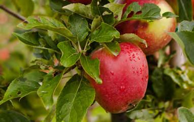 Vitt fruktkött med rosa inslag. Mognadstid: Senare delen av augusti. Frukterna är goda att äta direkt, men klarar också 3 4 veckors lagring.