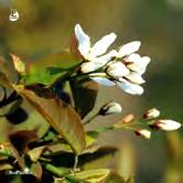 Generös blomning i maj, först i rosa sedan i vitt och i vacker kontrast till det kopparfärgade bladverket. Röda frukter och sprakande, gulröd höstfärg. Trivs i solhalvskugga.