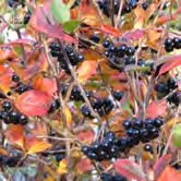 ARONIA - BETULA TRÄD OCH BUSKAR - x prunifolia FK VÄSTERÅKER E slånaronia Zon 1-5(6). Höjd 2-3 m, bredd 1,5-2 m. c/c 1 m. Buske med upprätt, brett och glest växtsätt.