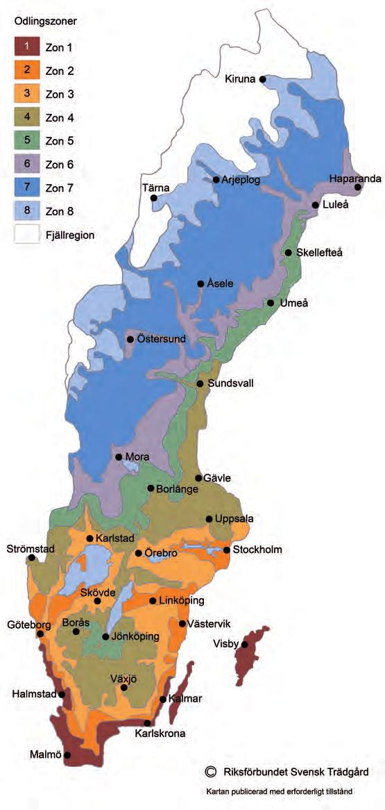 Du kan förbättra de klimatmässiga odlingsförutsättningarna genom; att skapa lä, till exempel med häckar och buskage, väldränerad jord, eventuellt upphöjda växtbäddar, att undvika gödsling efter