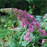 TRÄD OCH BUSKAR BUDDLEJA - BUXUS - - 'Pink Delight' syrenbuddleja Zon 1-2. Höjd ca 2 m, bredd 1,5-2 m. Rosa blommor i långa klasar.