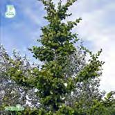 TRÄD OCH BUSKAR CARPINUS CARPINUS - betulus FK CARIN E avenbok STENSHUVUD nedan. Zon 1-4. Höjd 10 m, bredd 6-8 m. FK CARIN bildar träd som först får en smal konisk krona men som senare blir bredare.