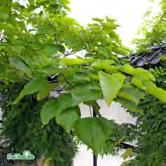 Nedskärning på våren. CASTANEA - sativa äkta kastanj Zon 1(2). Höjd 12-15 m, bredd 12-15 m. Bred, skärmformig krona med grova grenar. Glänsande, avlånga blad.