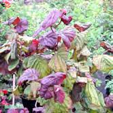 CORYLUS - avellana 'Contorta' ormhassel Zon 1-5. Höjd ca 3 m, bredd ca 3 m. Starkt vridna grenar, delvis krusiga blad. Solitär, grupper.