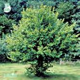CORYLUS - COTINUS TRÄD OCH BUSKAR - - FK TORSLUNDA E hassel Zon 1-3. Höjd 4-7 m, bredd 5-7 m. c/c 2 m. Hassel är en bred buske som blommar tidigt på våren med långa, gula hängen.