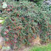 De kan vara städsegröna eller lövfällande med vita eller rosa blommor och med dekorativa, bärliknande frukter. I allmänhet är de anspråkslösa och utvecklas väl i sol-halvskugga.