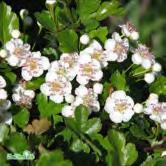 Styvt upprättväxande buske eller litet träd. Vita blommor i juni. Frukterna sitter kvar en bit in på vintern, eller tills de äts upp av fåglar. Gulorange höstfärg. Skott med kraftiga tornar.