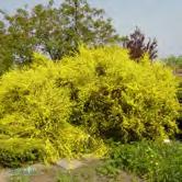 Höjd 0,8-1,2 m, bredd 1 m. Upprättväxande buske med kraftigt mörkgula blommor i långa, upprätta klasar. Lång blomning i juni-augusti.