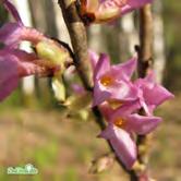TRÄD OCH BUSKAR DAPHNE - DEUTZIA - mezereum tibast Zon 1-7. Höjd ca 1 m, bredd ca 1 m. Karminrosa, starkt doftande blommor på bar kvist tidigt på våren. Röda bär. Solitär, grupper.