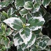 TRÄD OCH BUSKAR EUONYMUS - - - 'Emerald Gaiety' klätterbenved Zon 1-3. Höjd 0,5 m, bredd 0,75-1 m. c/c 0,75 m.