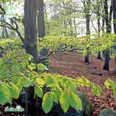 40-50 C 50-60 C Sol 100-125 K Sol 125-150 K FAGUS - sylvatica FK GOTTÅSA E/FK HALLANDSÅS E bok Zon 1-4. Höjd 20-25 m, bredd 15-20 m.