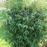 - - 'Bimbo' bergbambu Zon 1-3. Höjd 1-1,5 m, bredd 0,6-1 m.