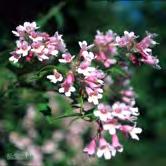 TRÄD OCH BUSKAR KOLKWITZIA - LABURNUM KOLKWITZIA - amabilis paradisbuske Zon 1-5. Höjd 2-3,5 m, bredd 2-3 m. c/c 1,5 m. Buske som översållas av rosa klockformade blommor i maj-juni.