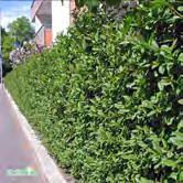 LIGUSTRUM - LONICERA TRÄD OCH BUSKAR - vulgare liguster Zon 1-4. Höjd 2-3 m, bredd 2-3 m. c/c 1-1,5 m. Lövfällande men håller bladen en bit in på vintern. Utmärkt häckväxt som tål kraftig beskärning.