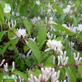 De gula/gulorange blommorna sitter parvis i bladvecken, omgivna av två större och två mindre kraftigt röda högblad. Frukterna är glänsande svarta.