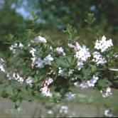 LONICERA - LYCIUM TRÄD OCH BUSKAR - syringantha syrentry Zon 1-5. Höjd 2-3 m, bredd 2-3 m.
