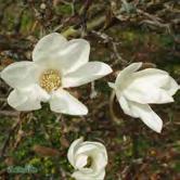 TRÄD OCH BUSKAR MAGNOLIA MAGNOLIA Praktfullt blommande träd och buskar. Trivs bäst i humus- och näringsrik, väldränerad, fuktighetshållande, neutral-svagt sur jord.
