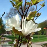 MAGNOLIA TRÄD OCH BUSKAR - - 'Merrill' hybridmagnolia Zon 1-3. Höjd 5-7 m, bredd 4-5 m. Större buske eller mindre träd.