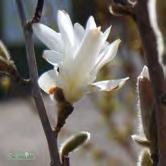 60-80 C 80-100 C Sol 100-125 K Sol 125-150 K Sol 150-175 K - x soulangiana praktmagnolia Zon 1-2. Höjd 4-6 m, bredd 4-8 m.