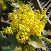 TRÄD OCH BUSKAR MAHONIA - MALUS MAHONIA - AQUIFOLIUM Städsegröna buskar med glänsande mörkgröna blad som ofta får purpurröda inslag under höst och vinter.