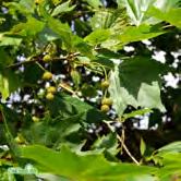 TRÄD OCH BUSKAR PLATANUS - POPULUS PLATANUS - hispanica platan Zon 1-2. Höjd 20-25 m, bredd 15-25 m. Träd med bred pyramidal krona. Blad tre-femflikiga, livligt gröna. Barken flagnar av fläckvis.