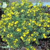 POTENTILLA TRÄD OCH BUSKAR - - 'Goldfinger' E tok Zon 1-5. Höjd 1-1,5 m, bredd ca 1 m. c/c 1 m. Stora guldgula blommor.