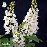 PRUNUS TRÄD OCH BUSKAR - - ssp. borealis 'Laila' E nordhägg Zon 1-7. Höjd 8-12 m, bredd 5-7 m. Rikblommande hägg med ursprung i Tornedalen.