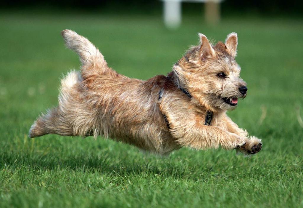 RASSPECIAL Norfolkterrier - alltid redo! Ursprung: Storbritannien Mankhöjd: 25-26 cm Vikt: 5-8 kg Päls: Sträv Färg: röd, black and tan, grizzle, röd född pinkie och vete. svenskanorfolkterrierklubben.
